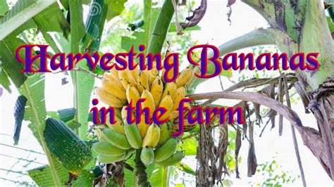 Harvesting Bananas - YouTube