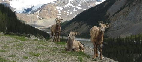 Banff Evening Wildlife Tour | Discover Banff Tours