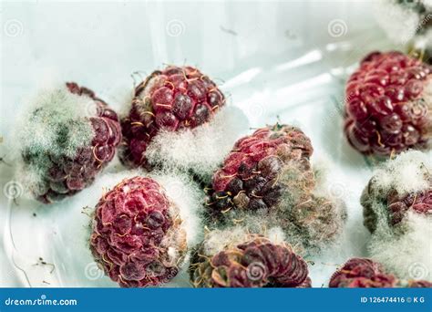 Close-up Ripe Red Rotten Raspberry with White Grey Mold on it. Spoiled Berry in Plastic Box ...