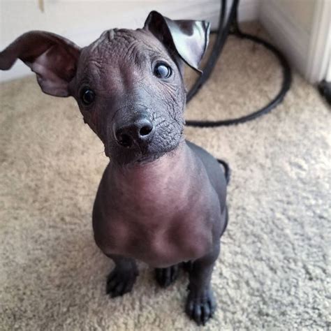 Xoloitzcuintli Dog Temperament