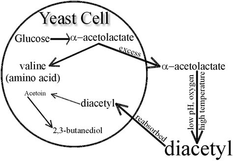 Beer Me! — Down With Diacetyl!