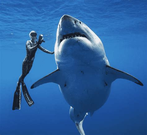 Great White Shark Diving: Best Places | Animals Around the Globe