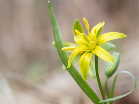 Sarcina Lutea Stock Photos, Pictures & Royalty-Free Images - iStock