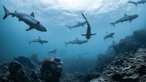 Putting sharks on the map: a new standard to identify important, global ...