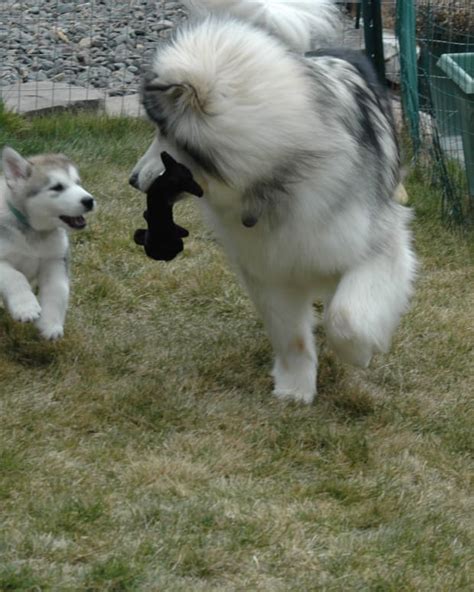 How to Groom an Alaskan Malamute - PetHelpful - By fellow animal lovers and experts