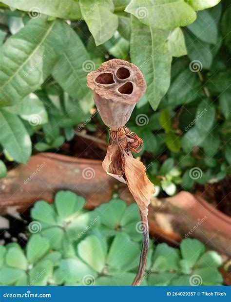 Dried Lotus Flower Seeds Photo Stock Image - Image of dried, shrub ...