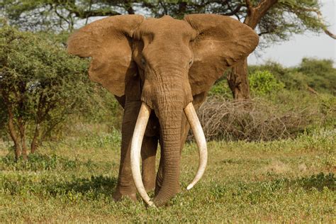 Biggest Elephant in Botswana Killed by Trophy Hunters for 8ft Tusks ...