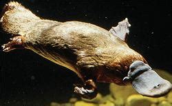 Platypus - Adaptations