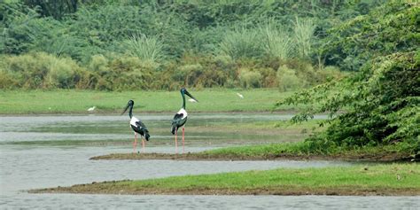 Soor Sarovar Bird Sanctuary Agra (Timings, History, Entry Fee, Images ...