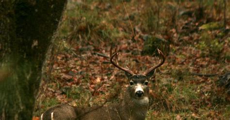 Columbia blacktail deer in Oregon | Wildlife | Pinterest | Columbia, Wildlife and Animal