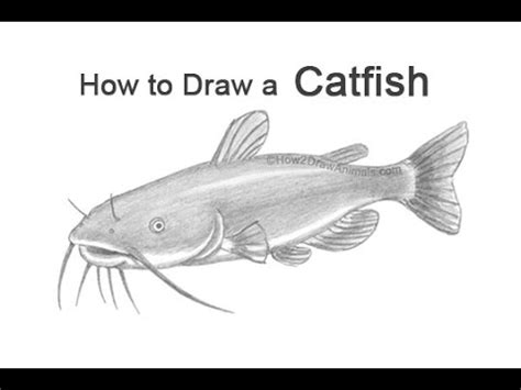 Catfish Drawing