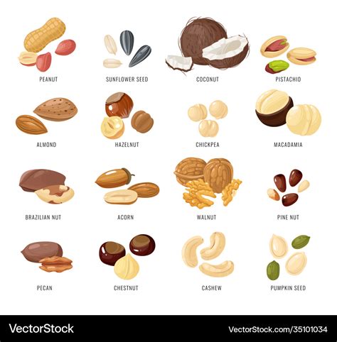 Nuts and seeds nut and seed Royalty Free Vector Image