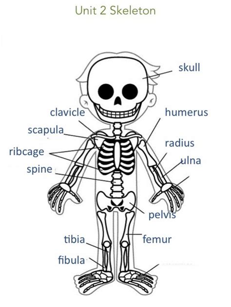 Human Skeleton Worksheets To Label