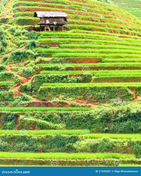 Paddy rice fields stock image. Image of agriculture, rice - 21939281