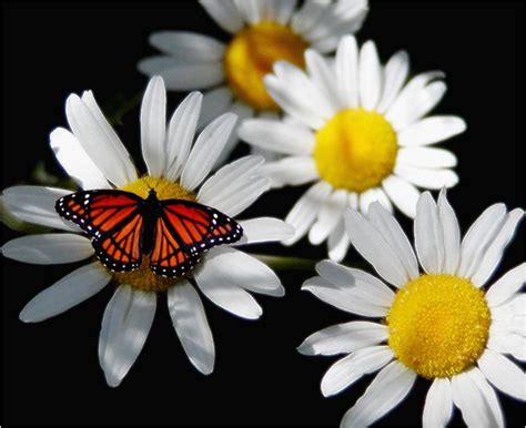 Butterfly on Daisy Free Photo Download | FreeImages