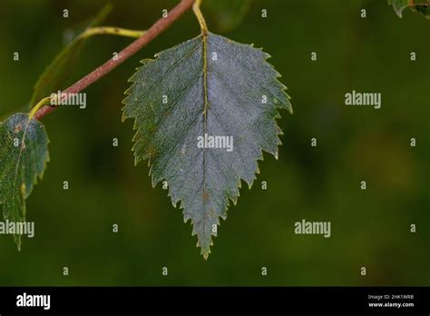 Betula pubescens leaf Stock Photo - Alamy