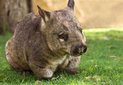 Wombat Facts - Animal Facts Encyclopedia