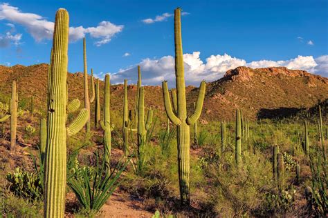 10 Coolest Cacti on Earth