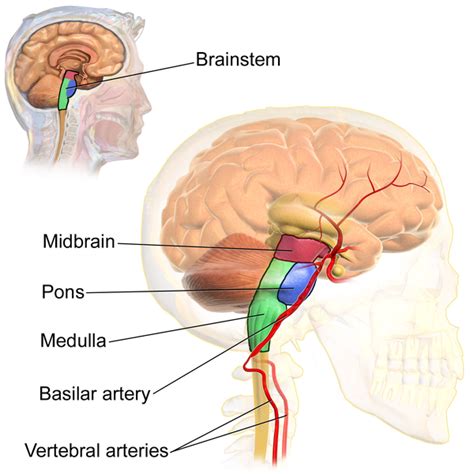 11.4A: Functions of the Brain Stem - Medicine LibreTexts