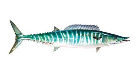 Wahoo | SeafoodSource