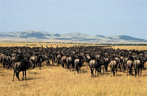 10 Days Serengeti Migration Safari | Serengeti National Park