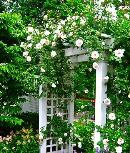 A Great Rose-Covered Entrance - Liquidscapes