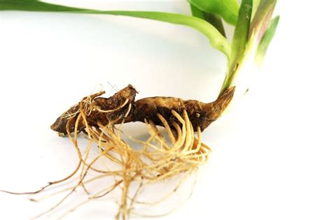 Rhizome Vs Root - What Is The Difference? - Smart Garden Guide