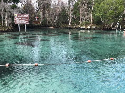 Manatees outside Three Sisters Springs : NatureCoaster.com