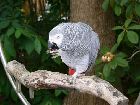 The Online Zoo - Grey Parrot