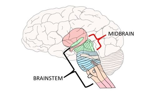 Know Your Brain: Midbrain