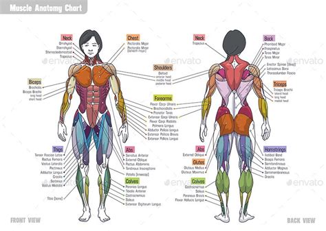 the muscles and their corresponding parts