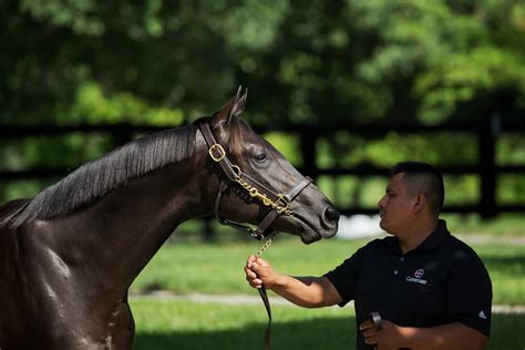 Gainesway Farm 2016