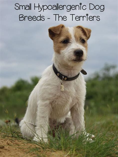 Small Hypoallergenic Dog Breeds - Terriers