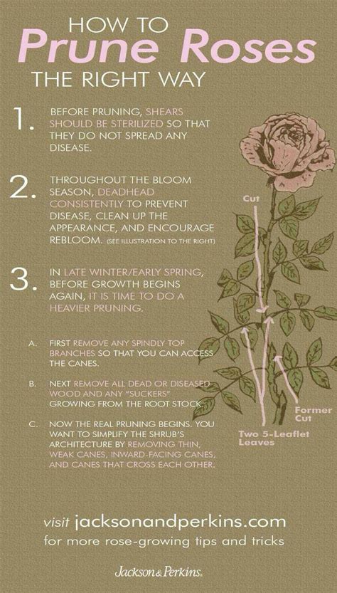 Caring for roses || #roses #garden #gardencare #rosecare Lawn And Garden, Backyard Garden ...