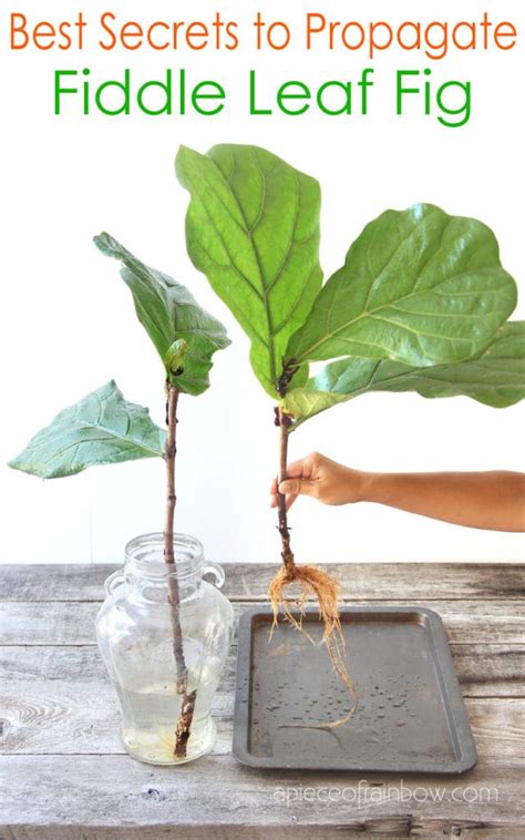 Fiddle Leaf Fig Propagation: 100% Success in 2 Easy Ways! - A Piece Of Rainbow