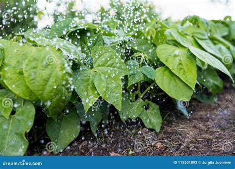 Bean Plants Under Water Drops in the Vegetable Garden Stock Photo - Image of farmer, plant ...