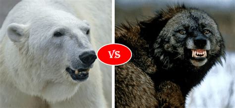 Wolverine Vs Polar Bear Fight comparison, who will win?