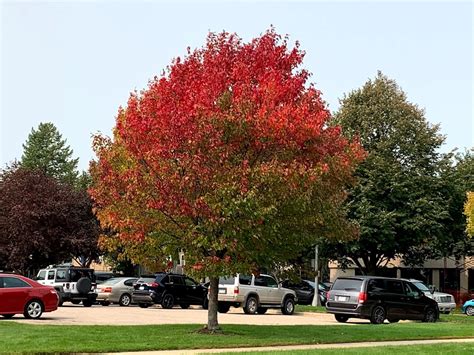 Minnesota DNR Releases First Fall Color Report