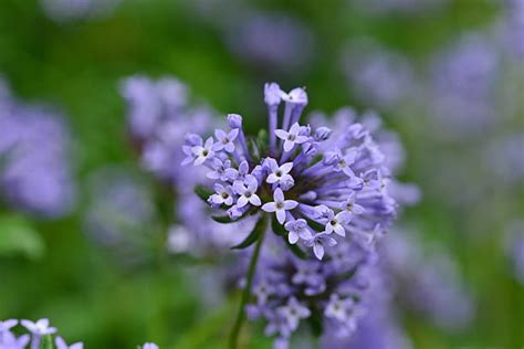 Blue Woodruff flower seeds