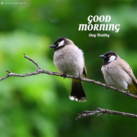 50+ Best Good Morning Birds Images To Wish Anyone [2020]