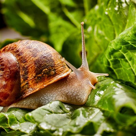 Eating Snails From Your Garden | Fasci Garden