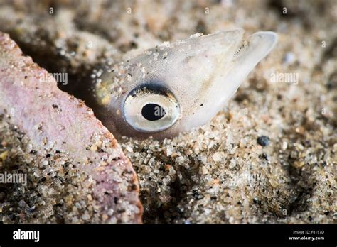 American sand lance underwater in the St. Lawrence River Stock Photo - Alamy