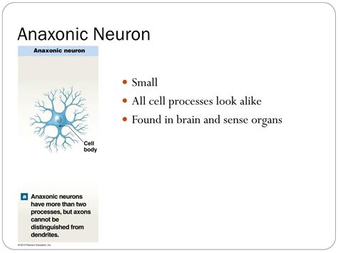 PPT - Chapter 12: Neural Tissue PowerPoint Presentation, free download - ID:5401631