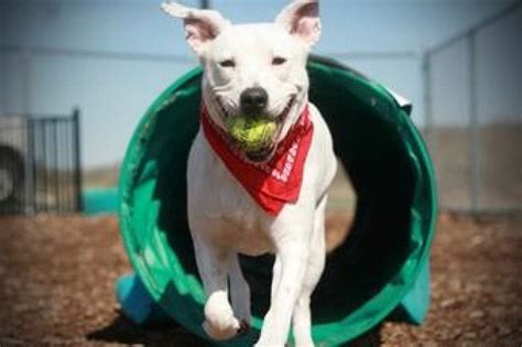 Dogs to Adopt at Ozaukee Humane Society | Port Washington, WI Patch