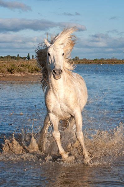 Camargue Horse...Bouches du Rhone, France | Camargue horse, Horses, Beautiful horses