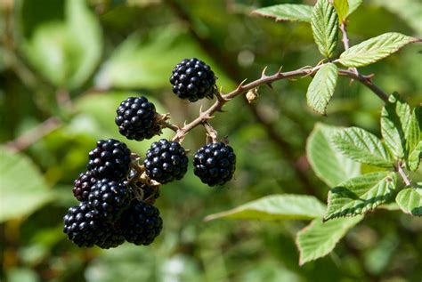 Blackberry Propagation: Growing Blackberries From Cuttings