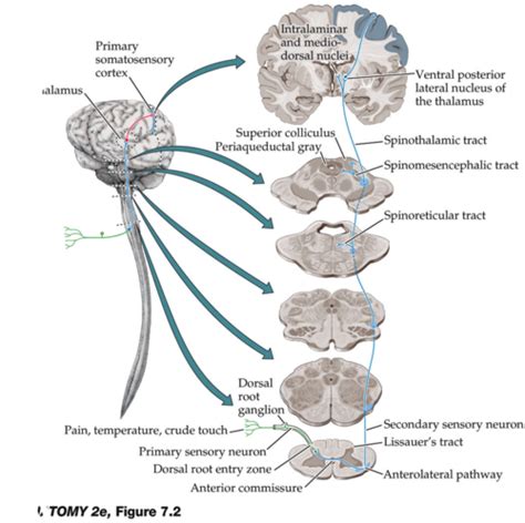 Spinothalamic Tract Pain