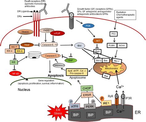 Drug and apoptosis resistance in cancer stem cells: a puzzle with many ...