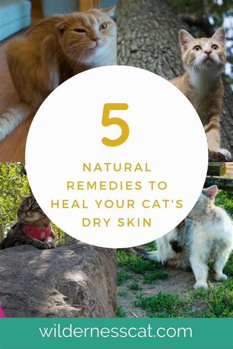 Home Remedies for Cats with Dry Skin - Soothe Naturally! | Cat skin, Cat skin problems, Cat ...