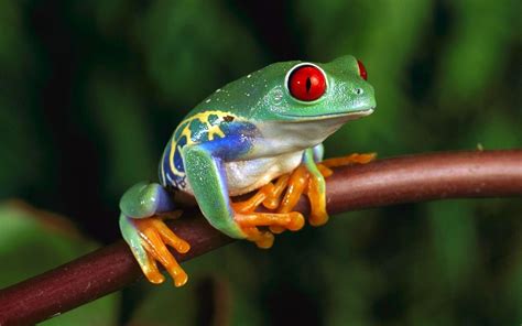 Cute Poison Dart Frog - 2560x1600 Wallpaper - teahub.io